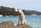 BEDLINGTON TERRIER 081